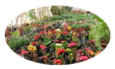 ADANA ÇİÇEK